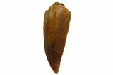 Serrated, Raptor Tooth - Real Dinosaur Tooth #135167-1